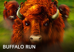 Buffalo Run T1